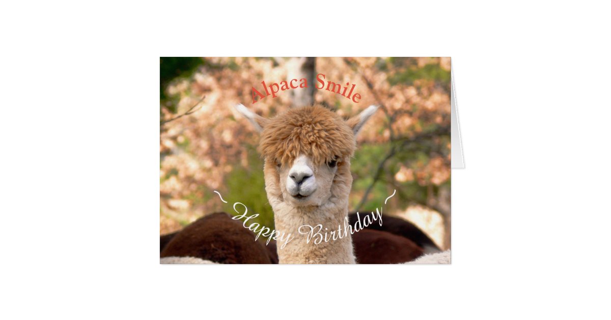 alpaca belle birthday card zazzle baby birthday invites
