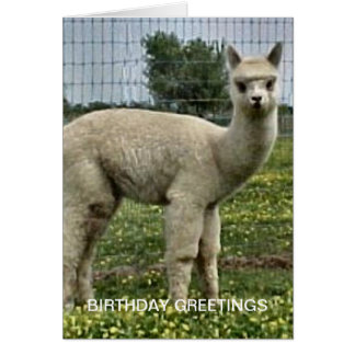 Alpaca Birthday Cards | Zazzle