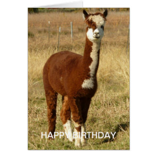 Alpaca Birthday Cards | Zazzle