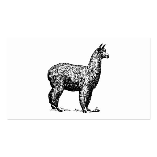 Alpaca Business Card (front side)