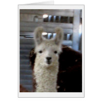 Alpaca card by KrisArts Alpaca card