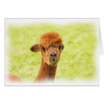 Alpaca cards by Welshpixels Alpaca cards