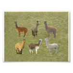 Alpaca collage photo print