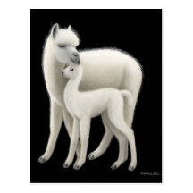 Alpaca & Cria Postcard