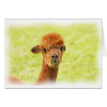 Alpaca Greeting Card