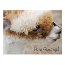 Alpaca Greetings! Post Cards