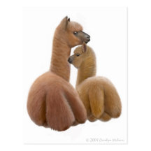 Alpaca Love Postcard