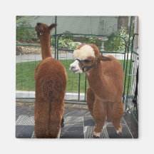 Alpaca Magnet