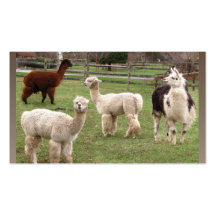 Alpaca Melange ~ biz card Business Card Templates