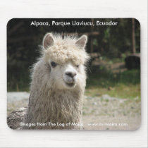 Alpaca, Parque Llaviucu, Ecuador mousepads