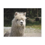 Alpaca, Parque Llaviucu, Ecuador Postcard
