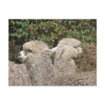 Alpaca, Parque Llaviucu, Ecuador Postcards