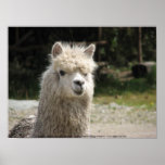 Alpaca, Parque Llaviucu, Ecuador posters