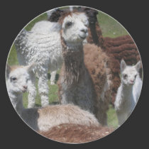 Alpaca Plate plates