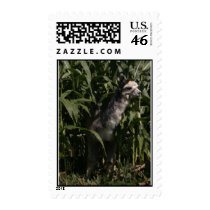 Alpaca postage by mjimaging Alpaca postage