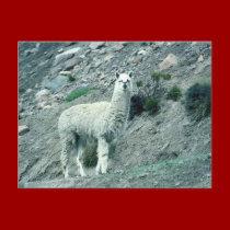 Alpaca postcards
