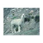 Alpaca Postcards