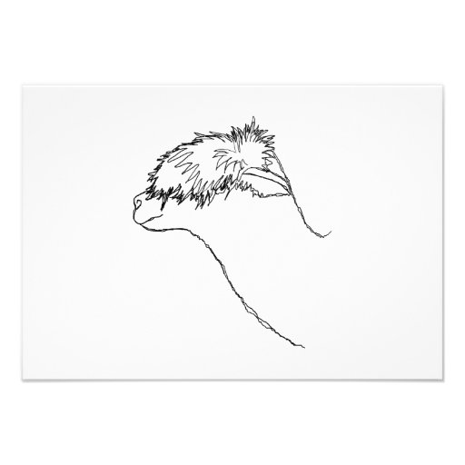 Alpaca Sketch. Custom Announcements