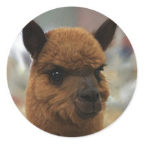 Alpaca stickers