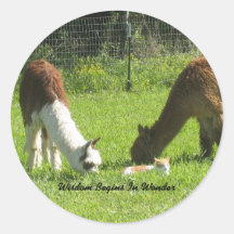 Alpaca Wisdom Begins In Wonder Round Sticker