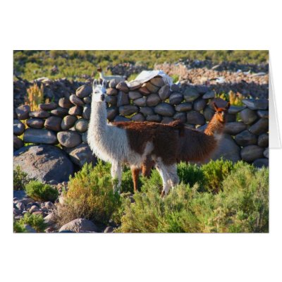 alpacas card by cardart
