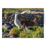 alpacas cards