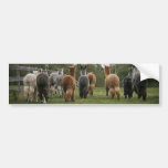 Alpacas in Motion Bumper Stickers