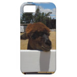 Alpacas in Templeton, California casemate cases
