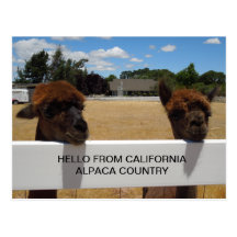Alpacas in Templeton, California Postcards