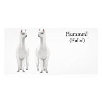 Alpacas Photo Card photo cards by twopurringcats Alpacas Photo Card photo cards