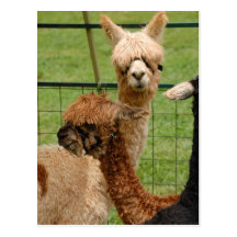 Alpacas Postcard