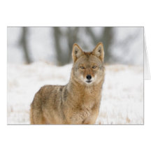 Alpha Male Coyote Card