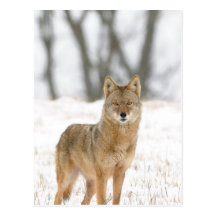 Alpha Male Coyote Postcards