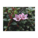 alpine azalea, louiseleuria procumbens l, alaskan