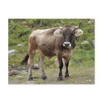 Alpine bull postcard