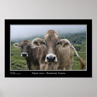 Alpine cows ~ Kaunertal, Austria Poster