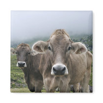 Alpine cows magnet
