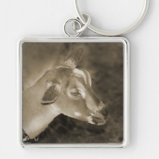 Alpine doe sepia shaved baby goat striped face keychains