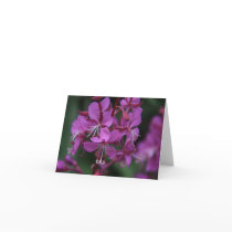 Alpine Fireweed notecard