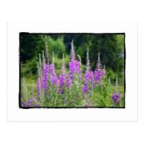 Alpine Flowers Meadow Sage La Berneuse Leysin postcards