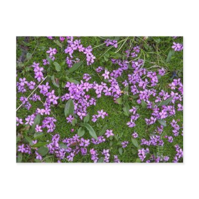 Alpine Flowers Post Cards by Barnabas6
