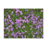 Alpine Flowers postcards
