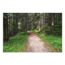 alpine forest photo