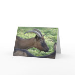 Alpine goat note card