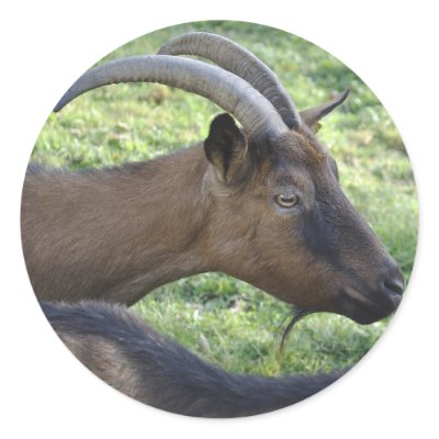 Alpine goat round sticker by ruralfrance