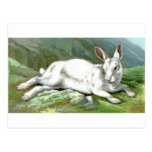Alpine Hare Postcards