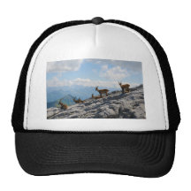 Alpine Ibex Wild Mountain Goats Mesh Hats