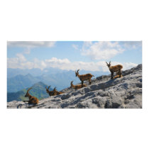 Alpine Ibex Wild Mountain Goats Customized Photo Card