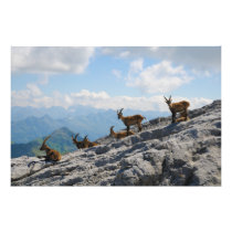 Alpine Ibex Wild Mountain Goats Art Photo