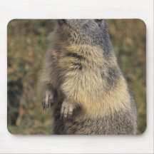 Alpine Marmot, Marmota marmota, adult standing Mouse Pads